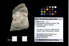 Foto (Objekt + Etikett) von Tuberosagalathea neojurensis (Patrulius, 1959)  (NHMW-GEO-1990-0041-0367)